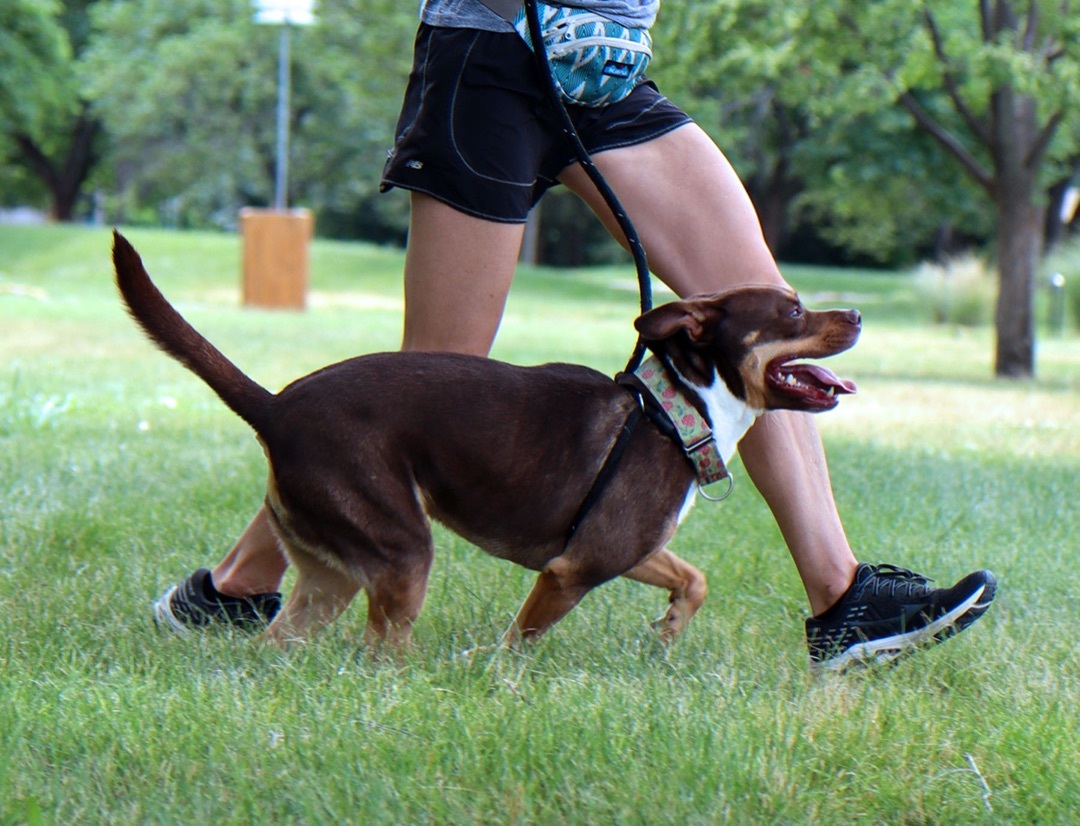 Roxy Anne, an adoptable Labrador Retriever, Terrier in Kansas City, MO, 64114 | Photo Image 5