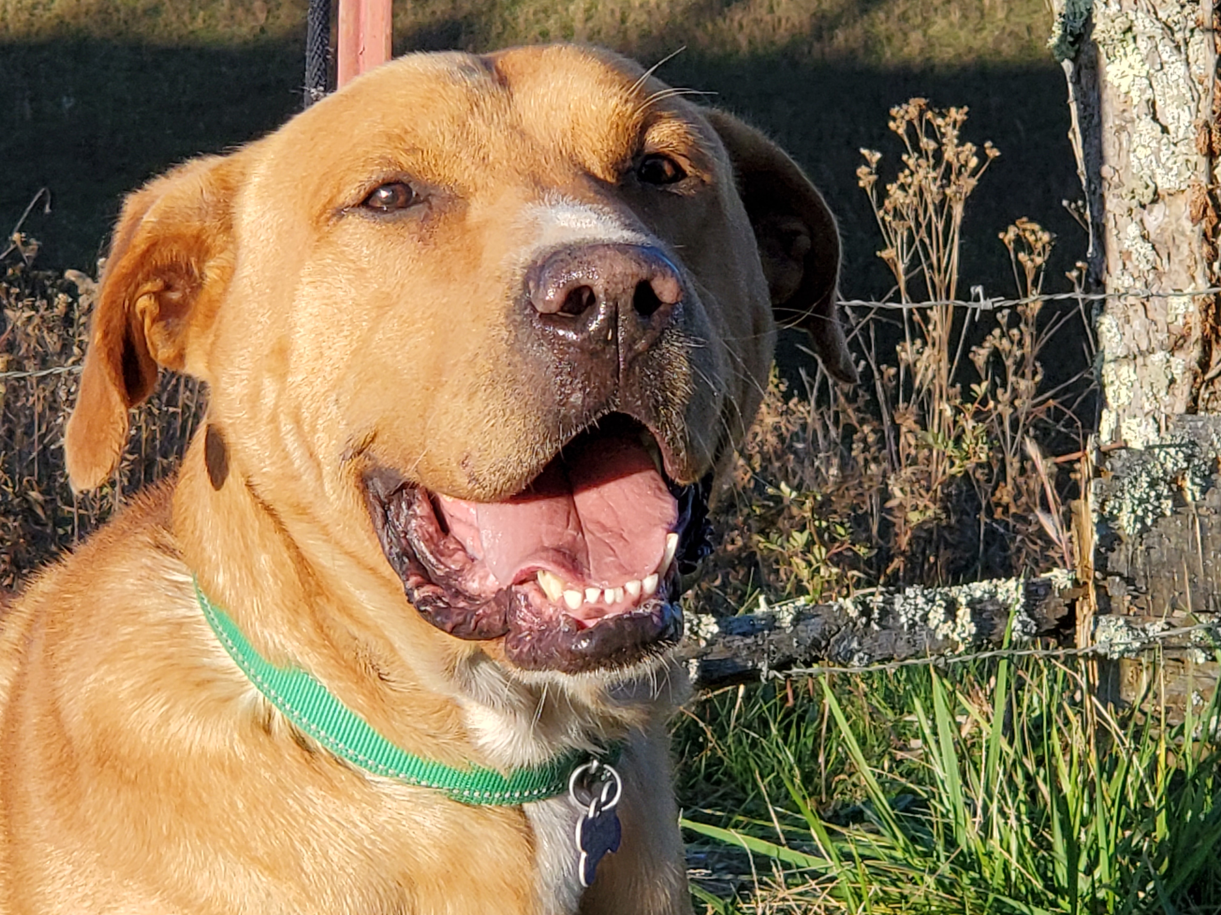 Kai, an adoptable Labrador Retriever, American Bulldog in Bakersville, NC, 28705 | Photo Image 2