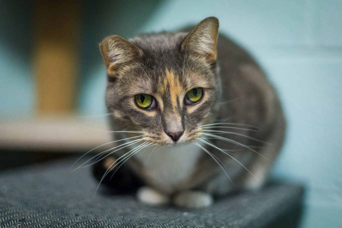 Penelope, an adoptable Domestic Short Hair in Stafford, VA, 22554 | Photo Image 1