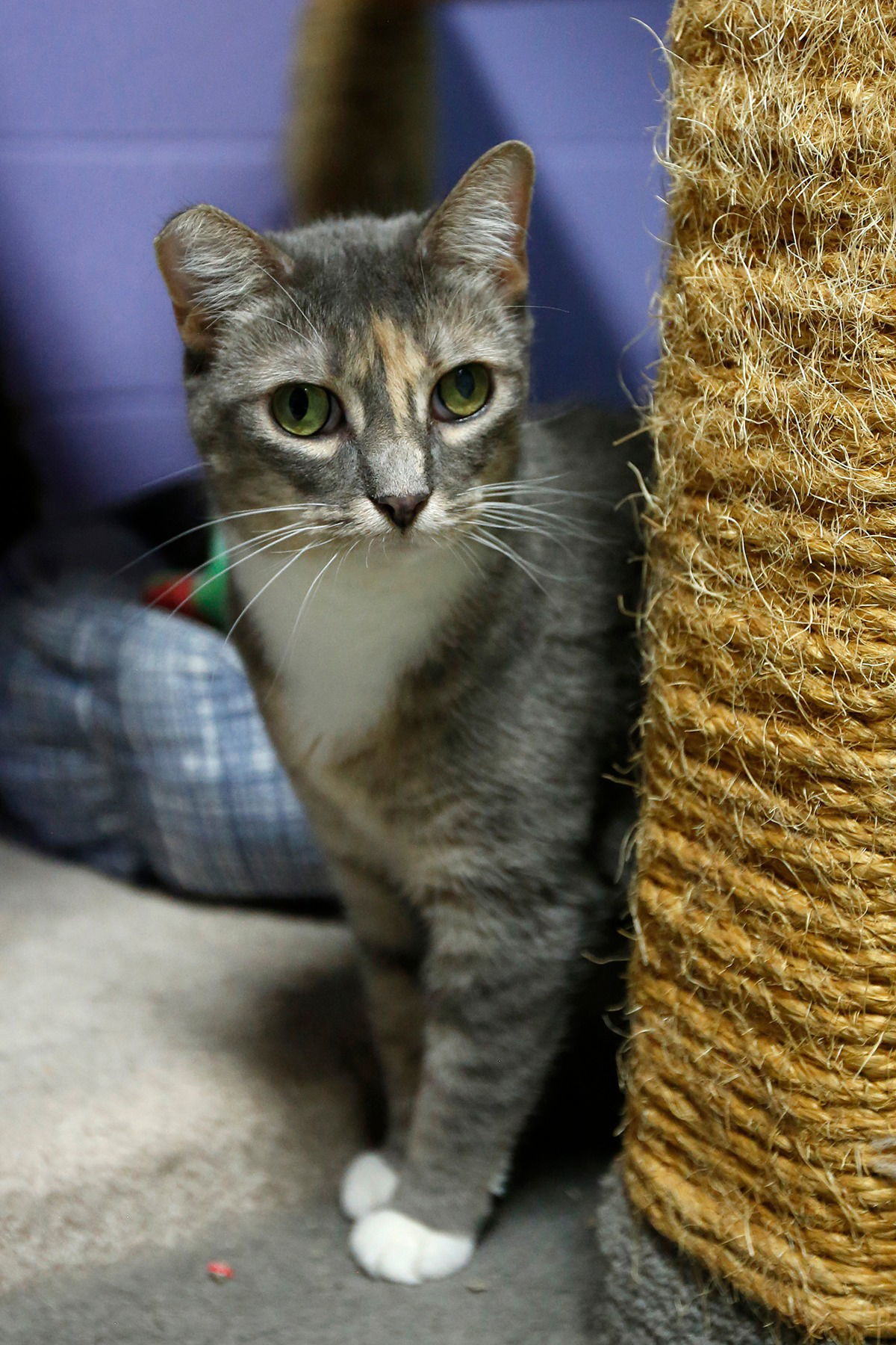 Penelope, an adoptable Domestic Short Hair in Stafford, VA, 22554 | Photo Image 2