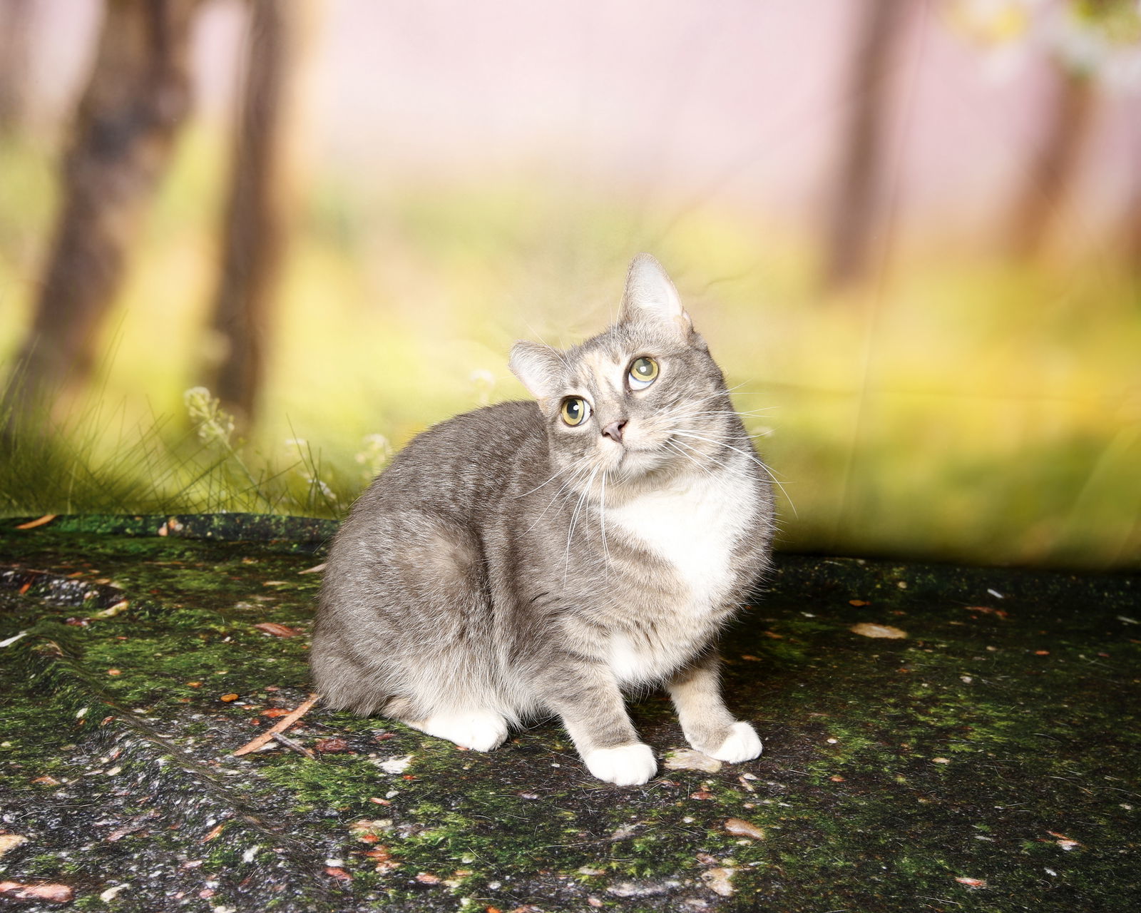 Penelope, an adoptable Domestic Short Hair in Stafford, VA, 22554 | Photo Image 3