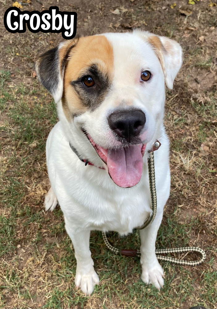 Crosby, an adoptable Great Pyrenees, Mastiff in Tulsa, OK, 74108 | Photo Image 1