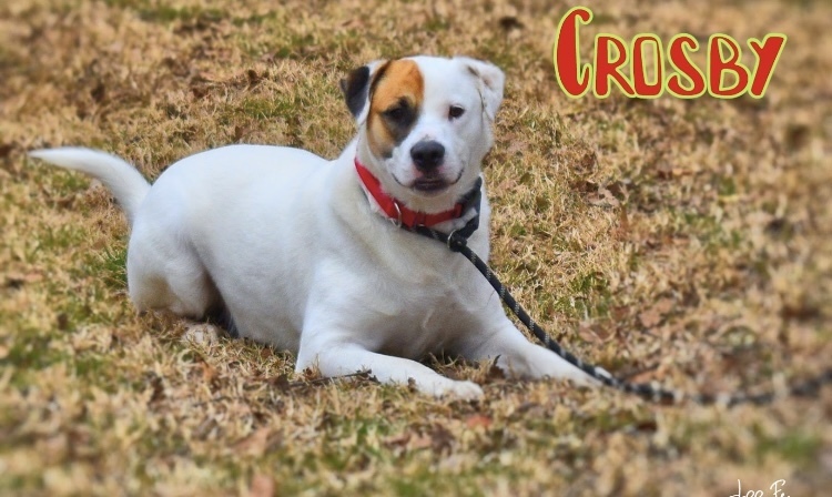 Crosby, an adoptable Great Pyrenees, Mastiff in Tulsa, OK, 74108 | Photo Image 2