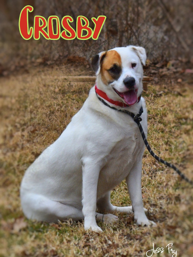 Crosby, an adoptable Great Pyrenees, Mastiff in Tulsa, OK, 74108 | Photo Image 4