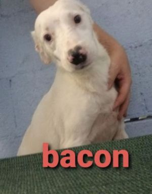 Bacon *, Adult Male Jack Russell Terrier