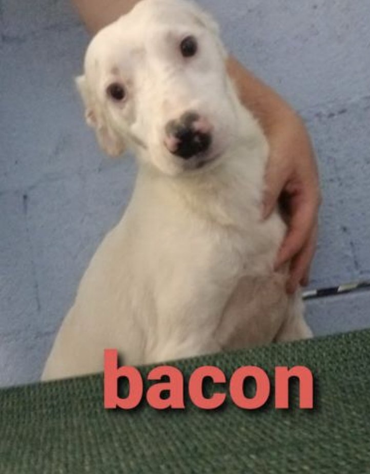 Bacon *, an adoptable Jack Russell Terrier in Columbia, TN, 38401 | Photo Image 2