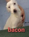 Bacon * photo 2