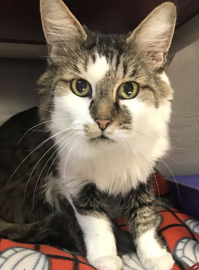 Cat for adoption - Kenny, a Domestic Long Hair Mix in ...