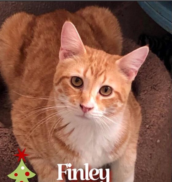 Finley detail page