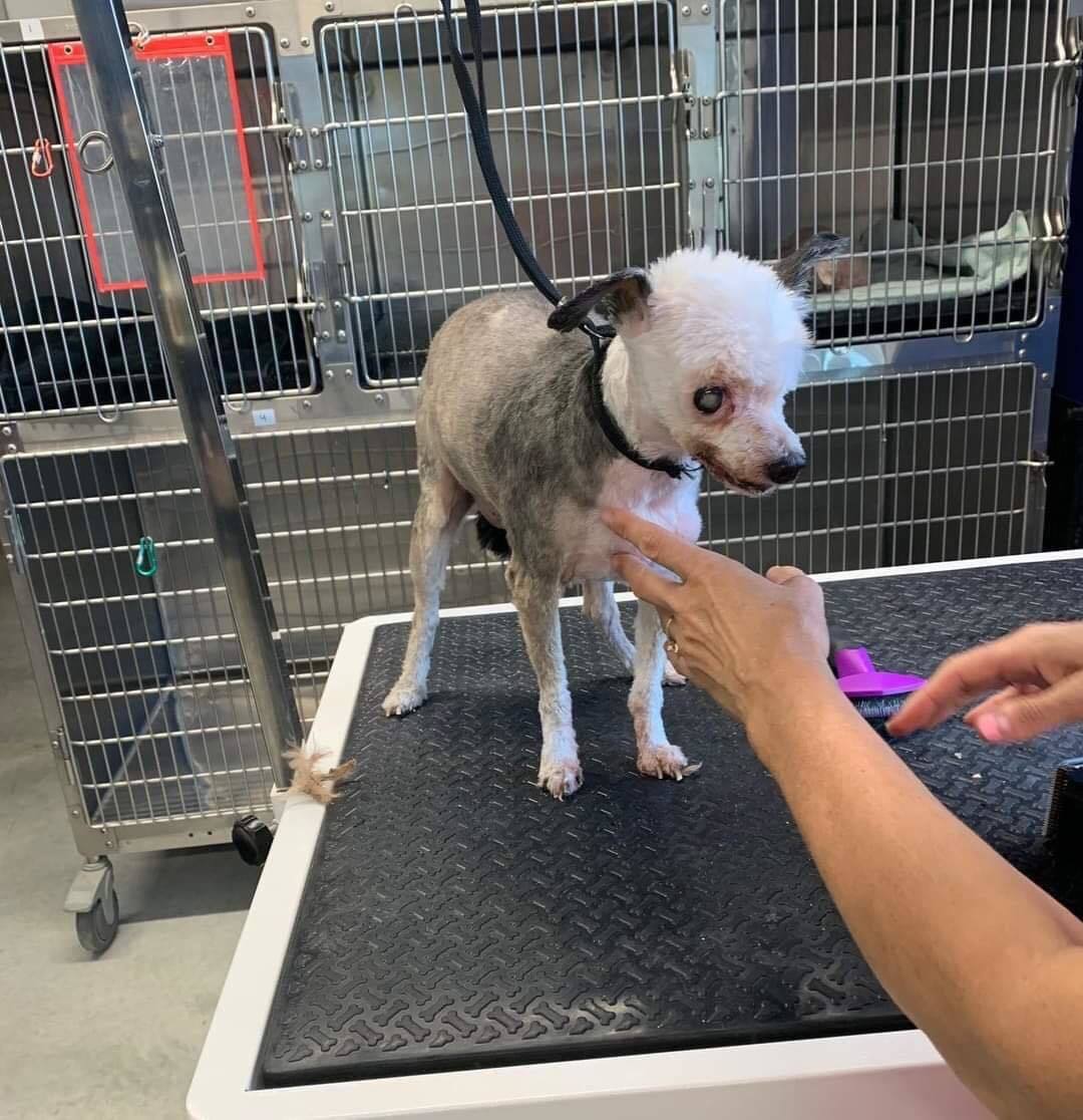 petfinder chinese crested