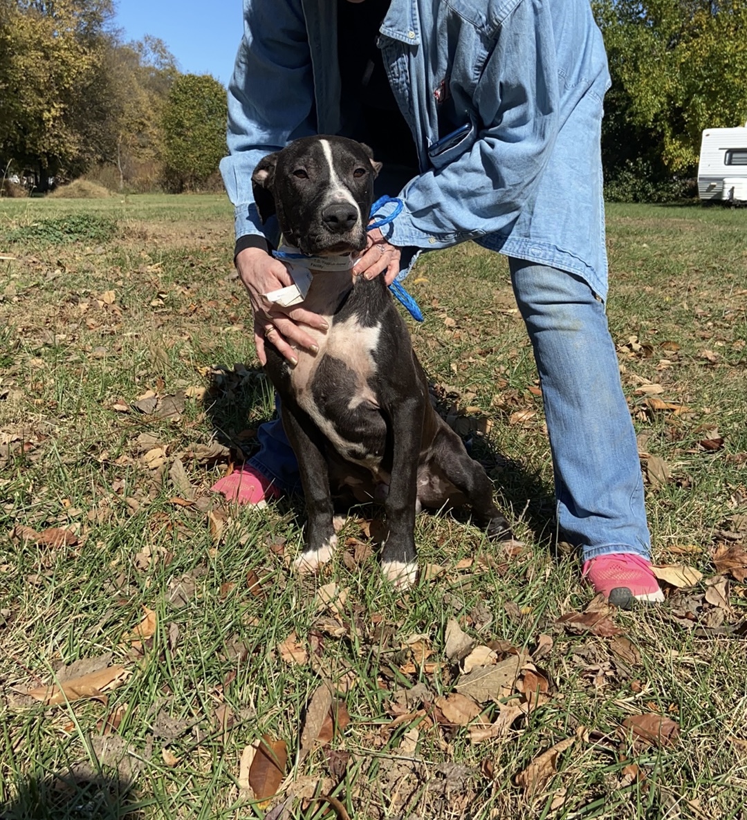 Jordan (Foster or Adopt), an adoptable Pit Bull Terrier, Great Dane in Indianapolis, IN, 46227 | Photo Image 2