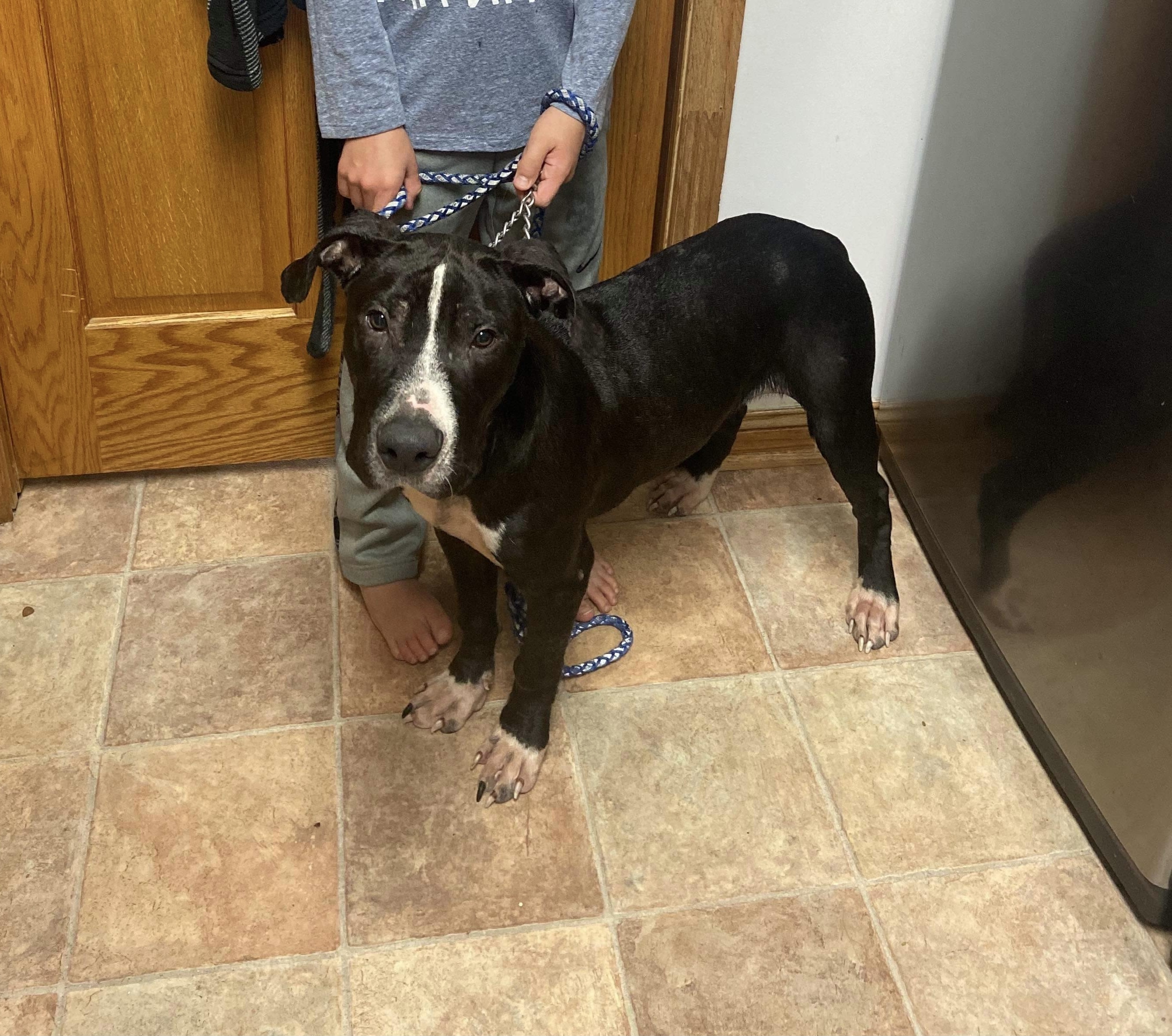 Jordan (Foster or Adopt), an adoptable Pit Bull Terrier, Great Dane in Indianapolis, IN, 46227 | Photo Image 1