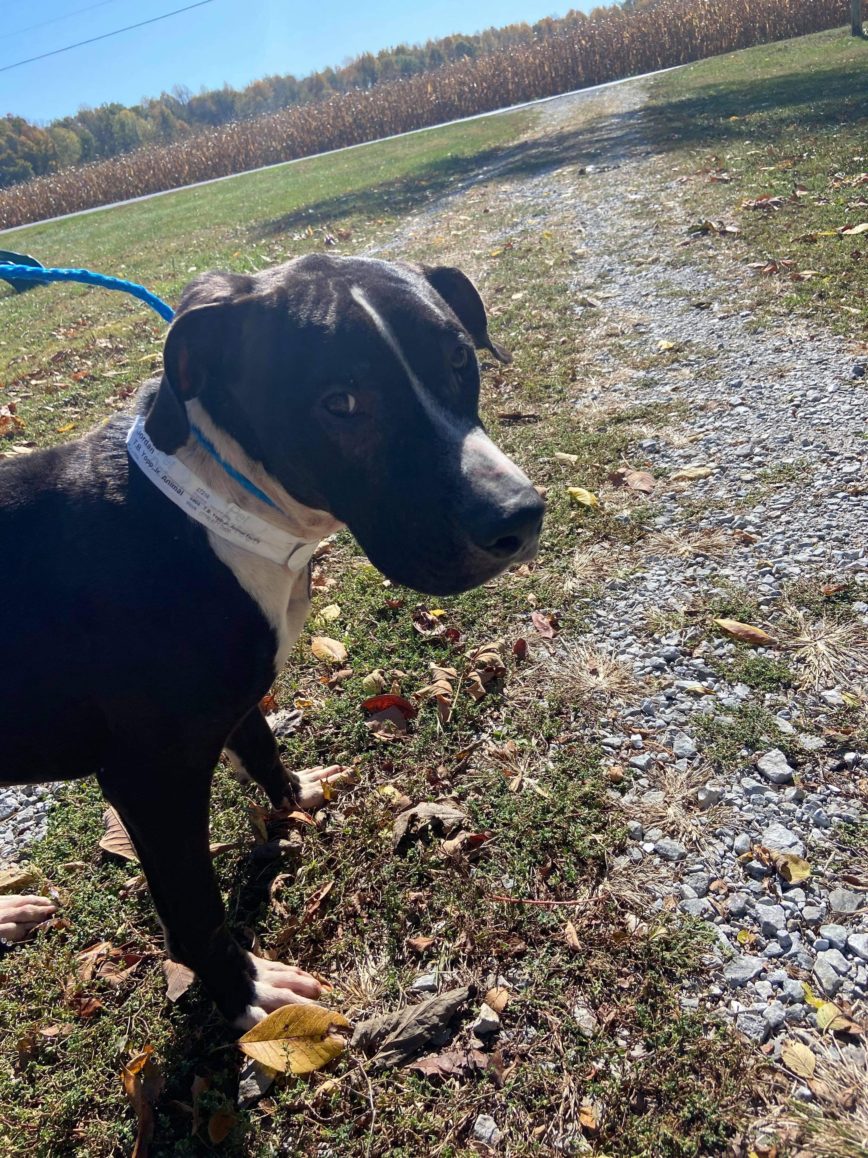 Jordan (Foster or Adopt), an adoptable Pit Bull Terrier, Great Dane in Indianapolis, IN, 46227 | Photo Image 3