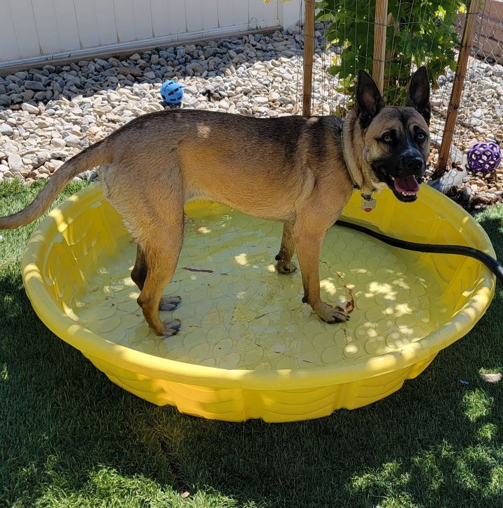 Blue heeler sale cane corso mix