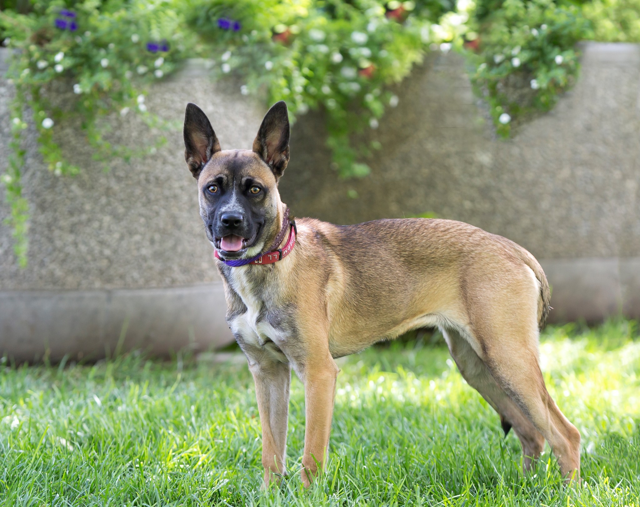 Xena, an adoptable Australian Cattle Dog / Blue Heeler, Cane Corso in Salt Lake City, UT, 84158 | Photo Image 1