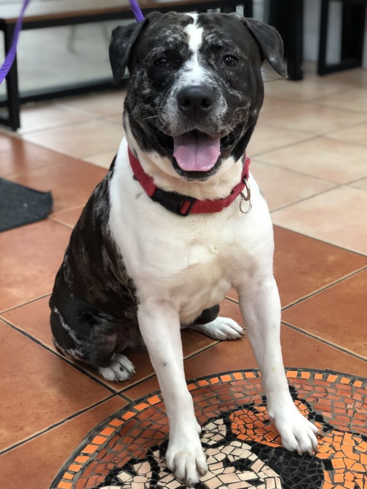 Dog For Adoption Ghost A Catahoula Leopard Dog American Bulldog Mix In North Miami Beach Fl Petfinder