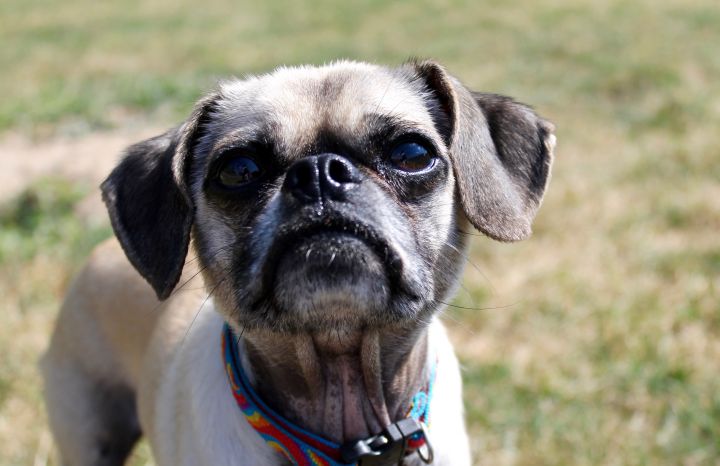 Tyler, an adoptable Chihuahua & Pug Mix in Lake Odessa, MI