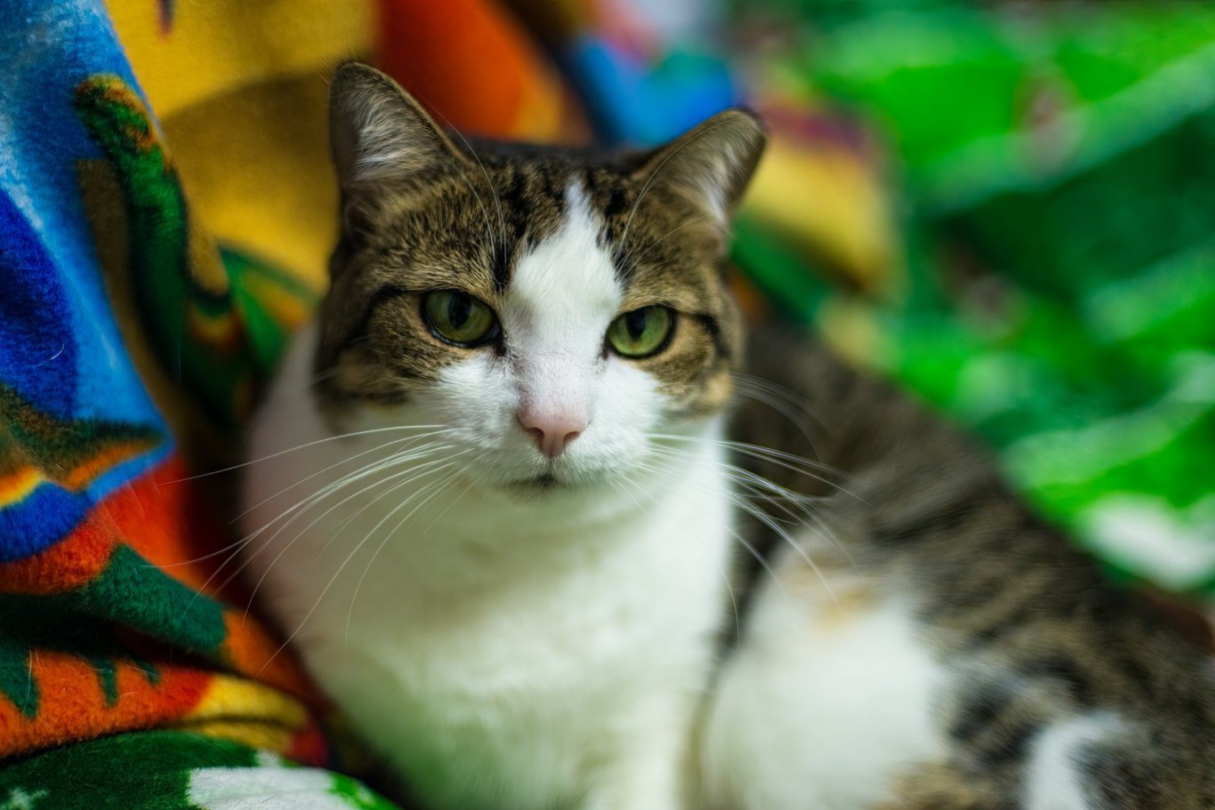 Appaloosa Annie, an adoptable Domestic Short Hair in Stafford, VA, 22554 | Photo Image 1