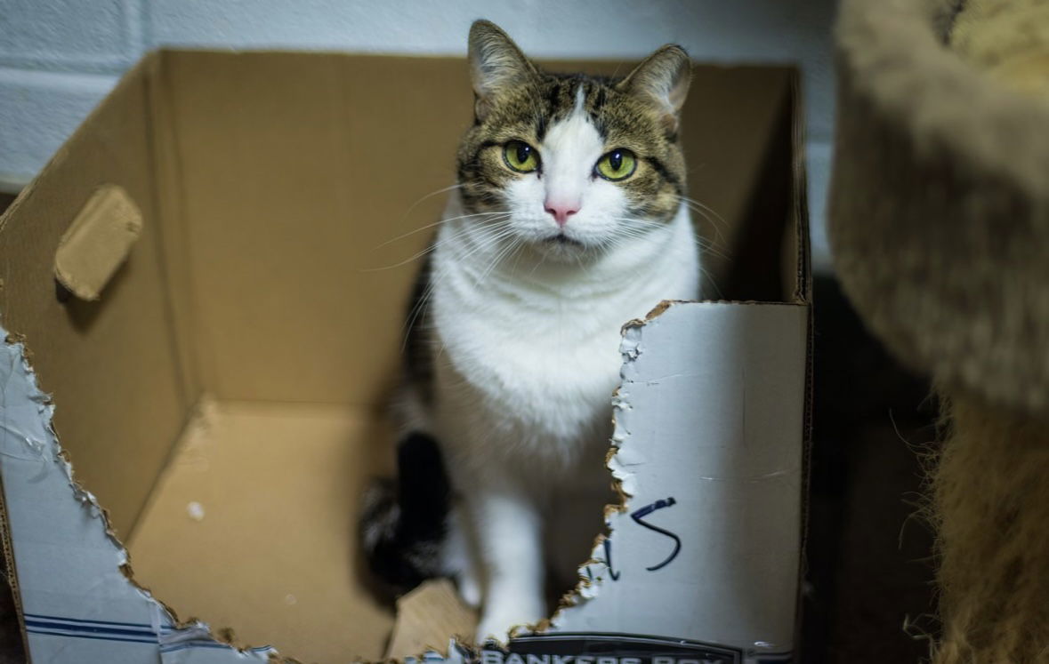 Appaloosa Annie, an adoptable Domestic Short Hair in Stafford, VA, 22554 | Photo Image 2