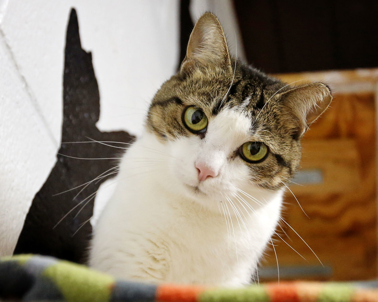 Appaloosa Annie, an adoptable Domestic Short Hair in Stafford, VA, 22554 | Photo Image 3