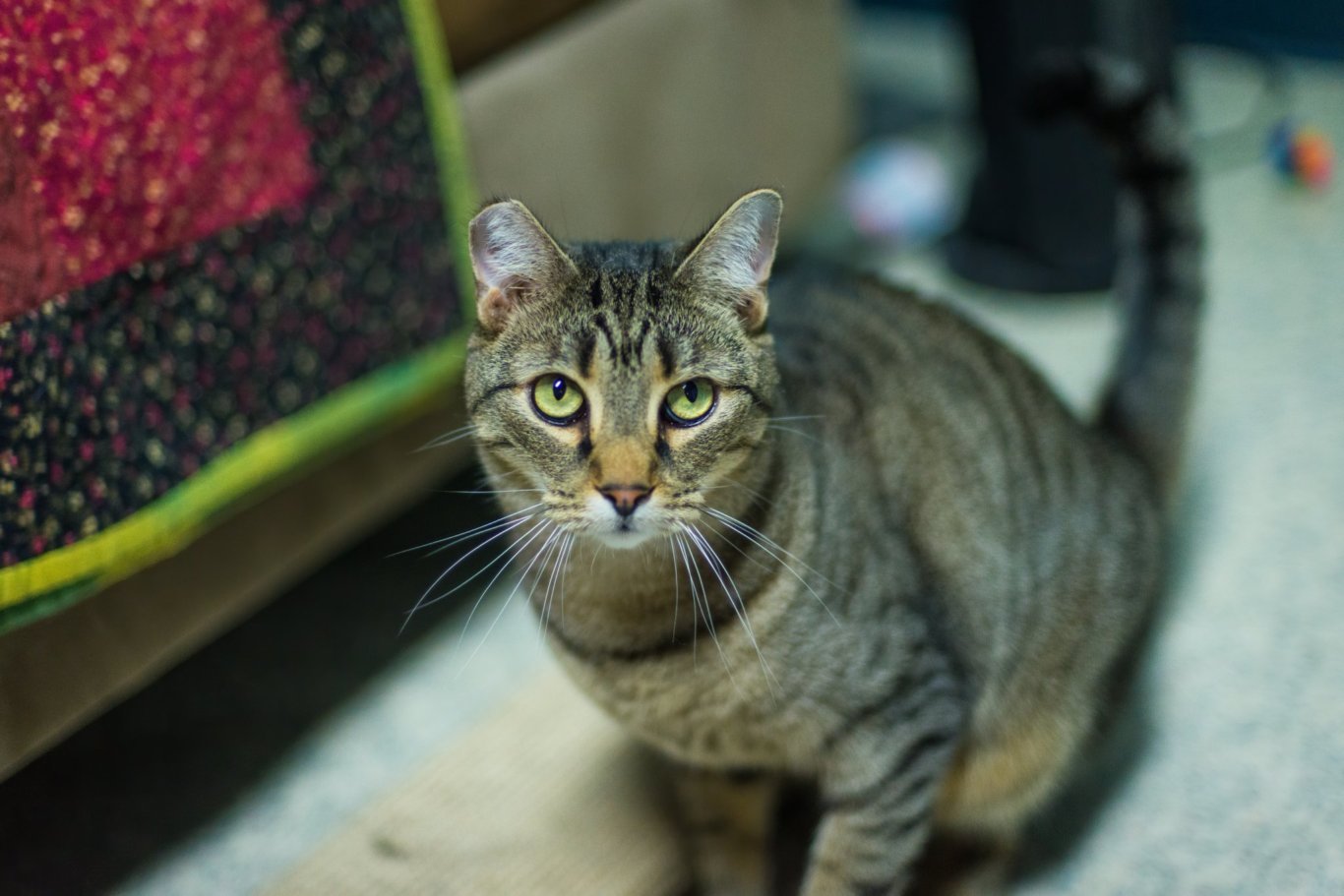 Nicholas, an adoptable Domestic Short Hair in Stafford, VA, 22554 | Photo Image 1