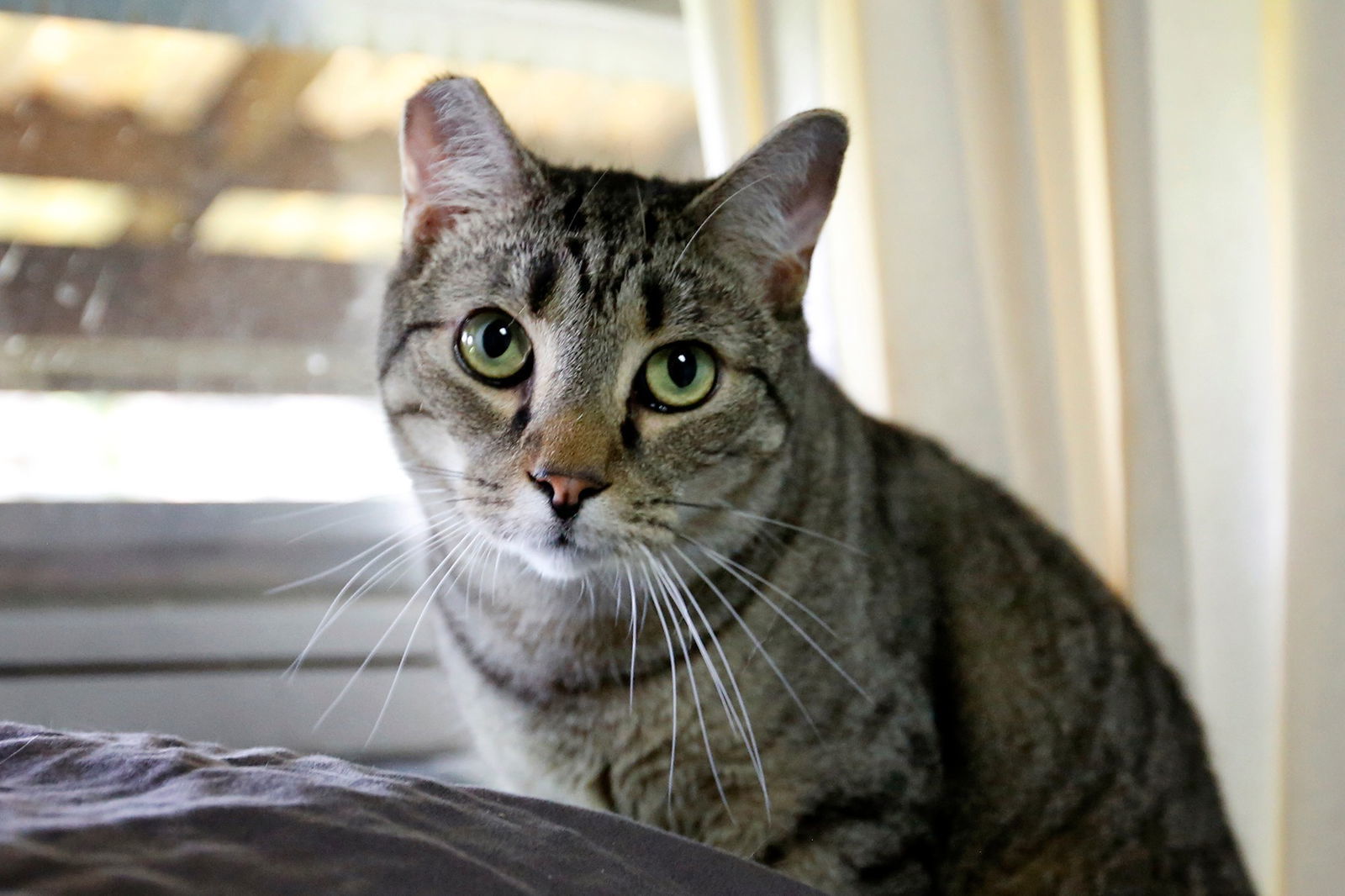 Nicholas, an adoptable Domestic Short Hair in Stafford, VA, 22554 | Photo Image 2