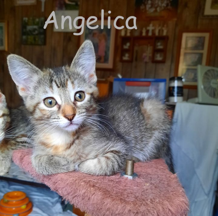 Angelica 1