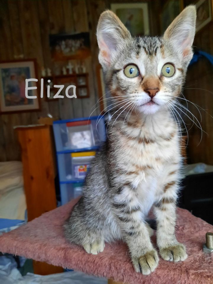 Eliza 1