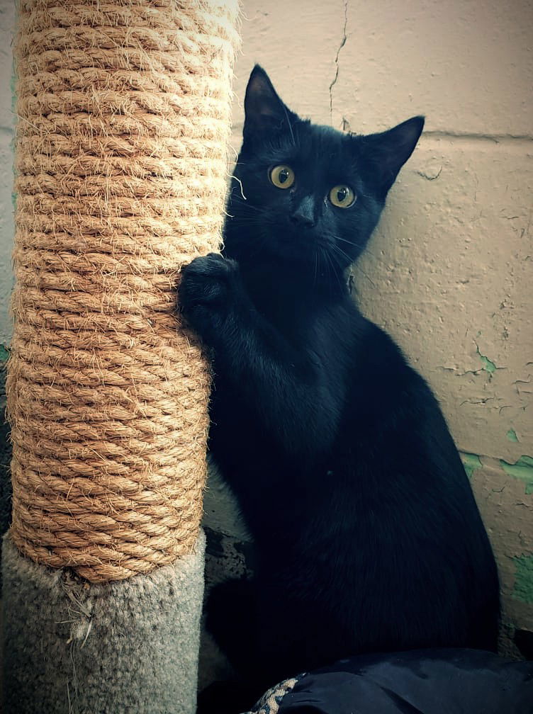 Nimbus, an adoptable Domestic Short Hair in Stafford, VA, 22554 | Photo Image 1