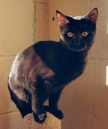 Nimbus, an adoptable Domestic Short Hair in Stafford, VA, 22554 | Photo Image 2