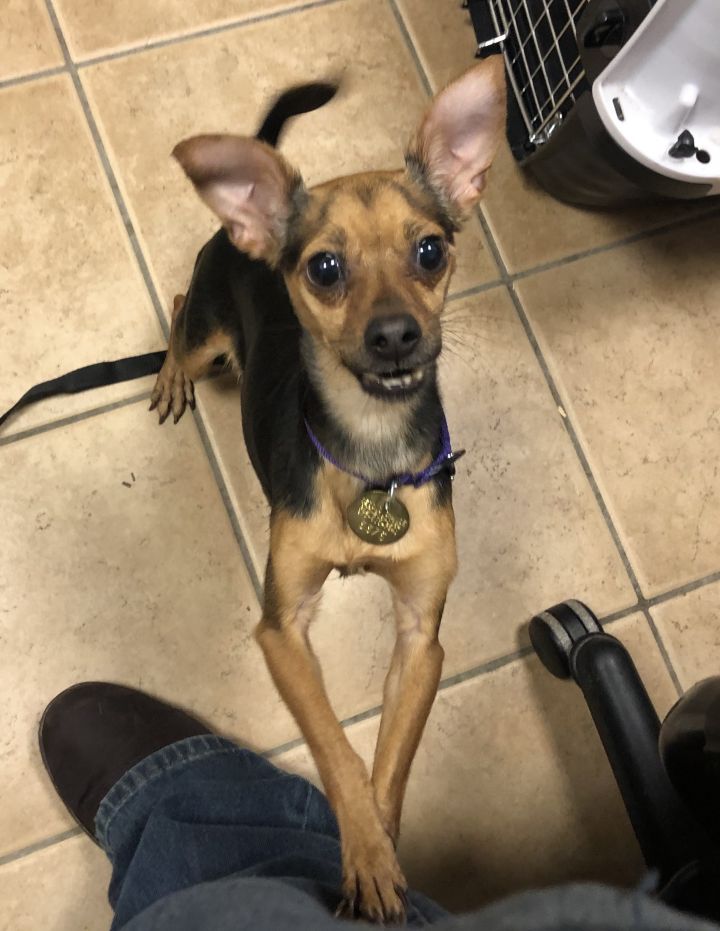 Kanga, an adoptable Chihuahua & Dachshund Mix in Oak Ridge, NJ_image-2