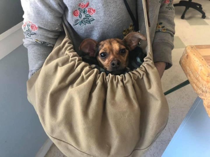 Kanga, an adoptable Chihuahua & Dachshund Mix in Oak Ridge, NJ_image-3