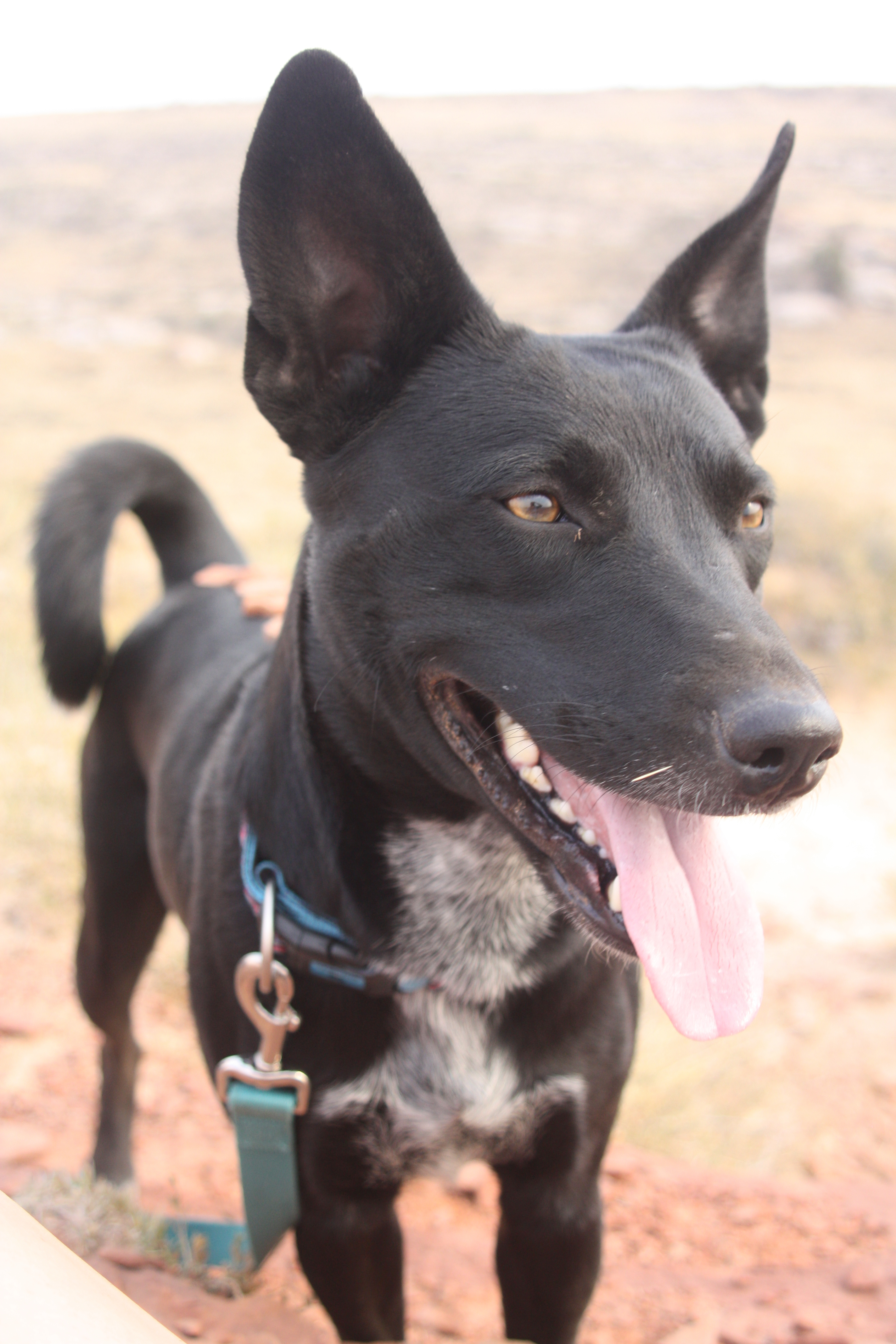 Luna, an adoptable Border Collie, Husky in Sheridan, WY, 82801 | Photo Image 2