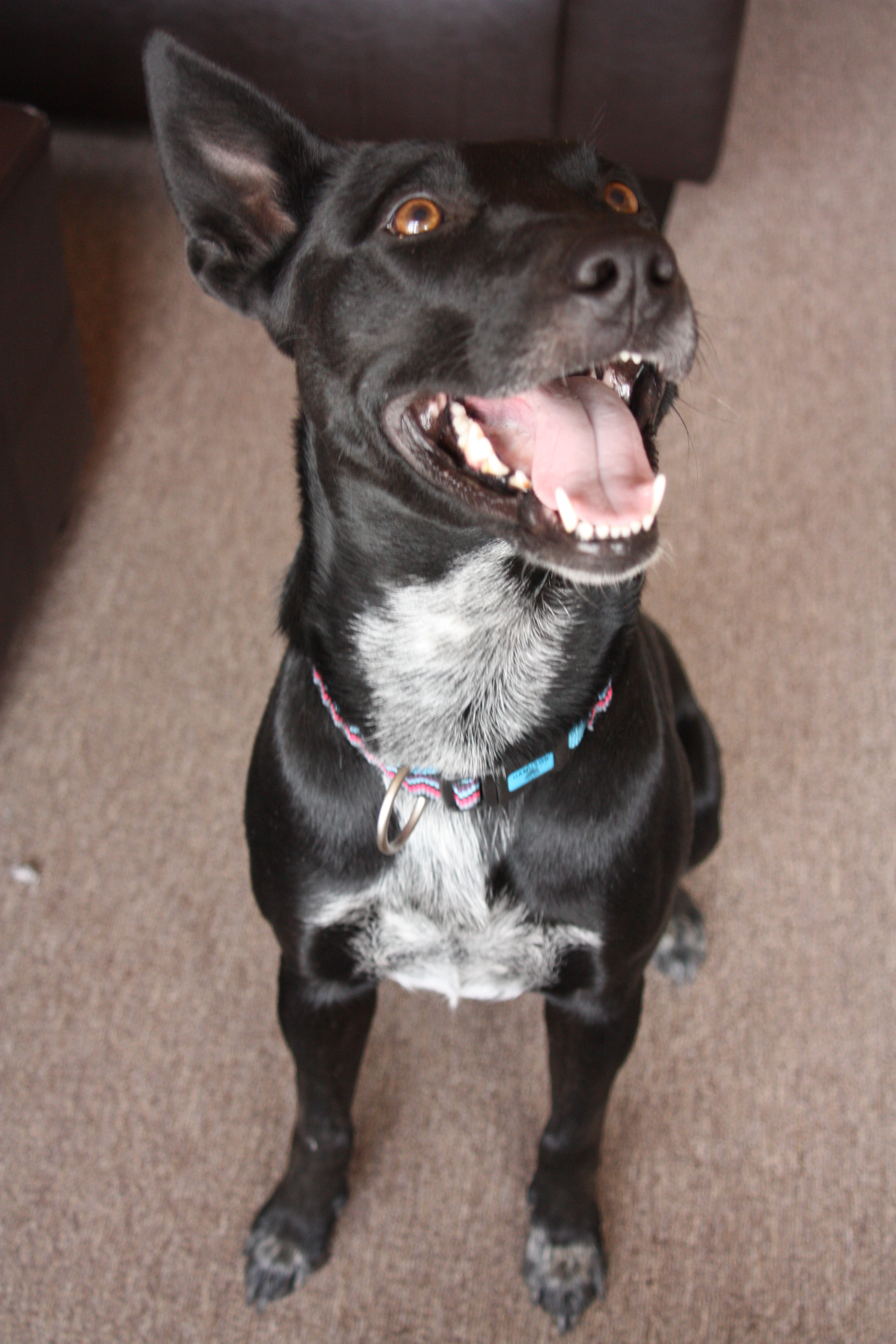 Luna, an adoptable Border Collie, Husky in Sheridan, WY, 82801 | Photo Image 3