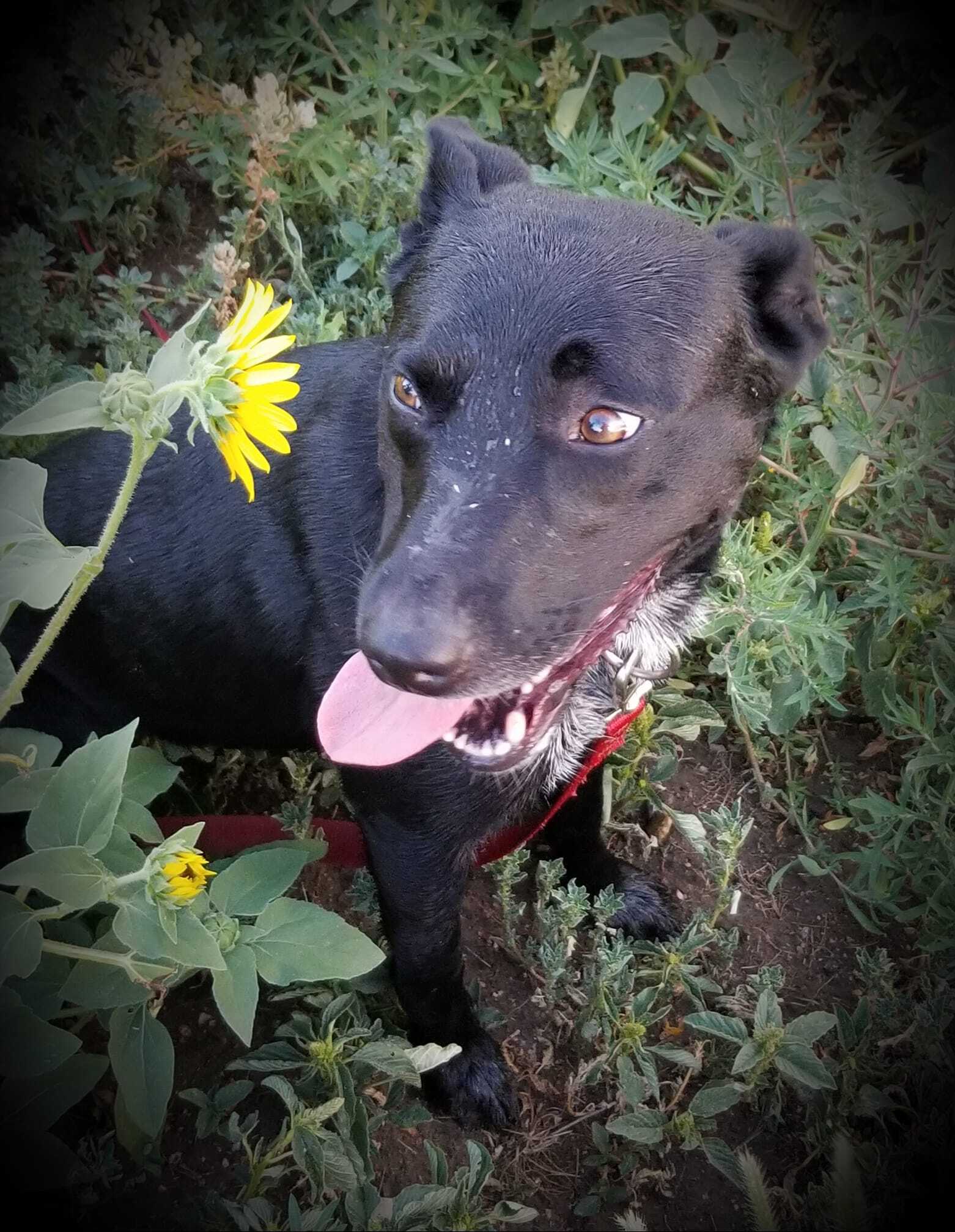 Luna, an adoptable Border Collie, Husky in Sheridan, WY, 82801 | Photo Image 1