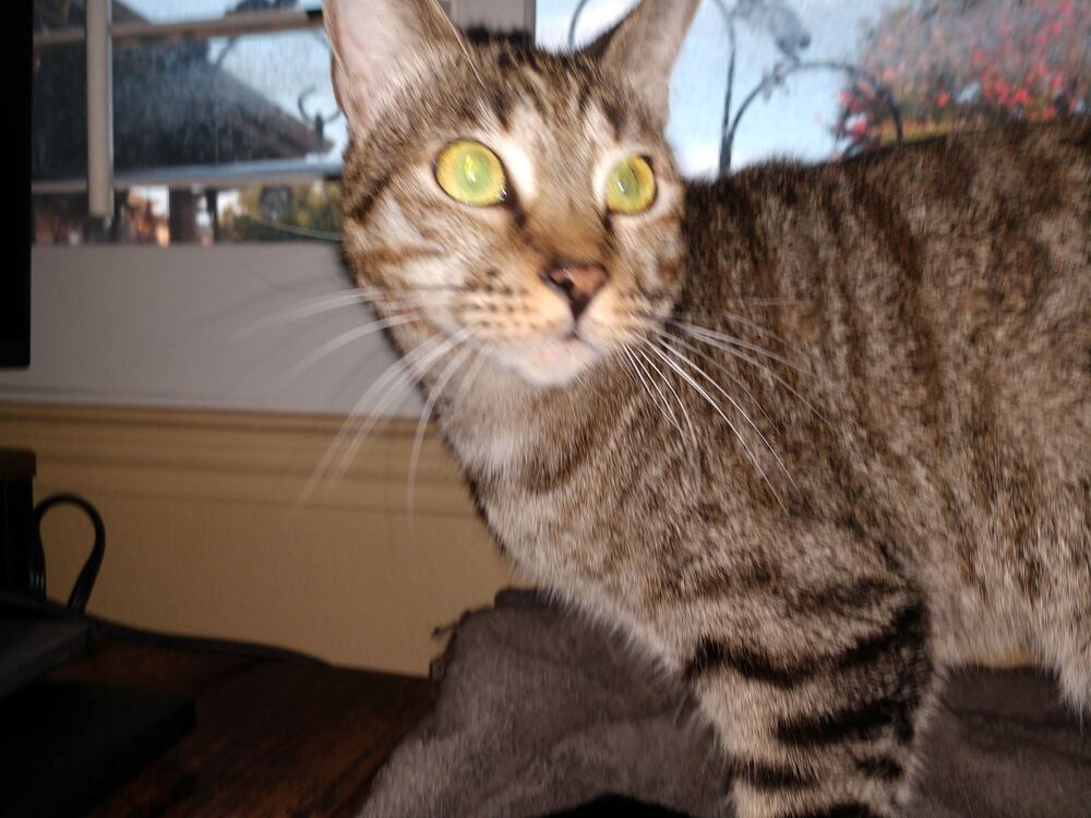 Elsa, an adoptable Domestic Short Hair, Tabby in Dallas, TX, 75228 | Photo Image 2