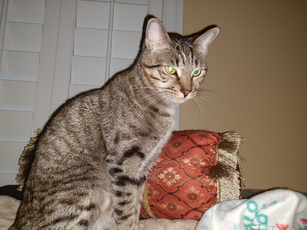 Elsa, an adoptable Domestic Short Hair, Tabby in Dallas, TX, 75228 | Photo Image 3