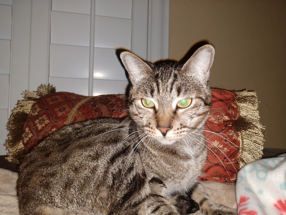 Elsa, an adoptable Domestic Short Hair, Tabby in Dallas, TX, 75228 | Photo Image 4