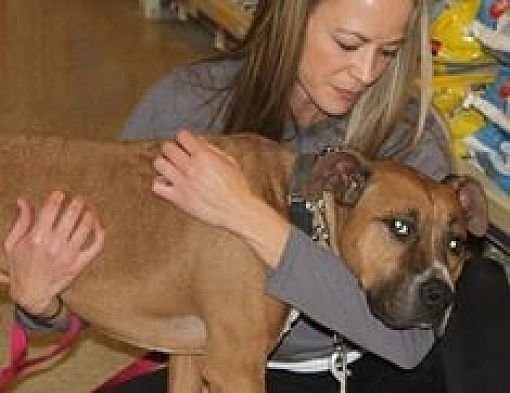 Tucker, an adoptable Pit Bull Terrier in Westminster, MD, 21158 | Photo Image 3