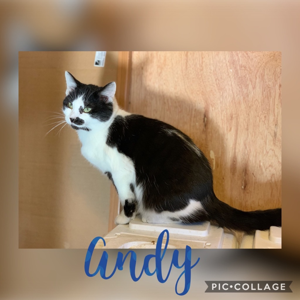 Andy Taylor, an adoptable Domestic Short Hair in Fort Oglethorpe, GA, 30742 | Photo Image 1
