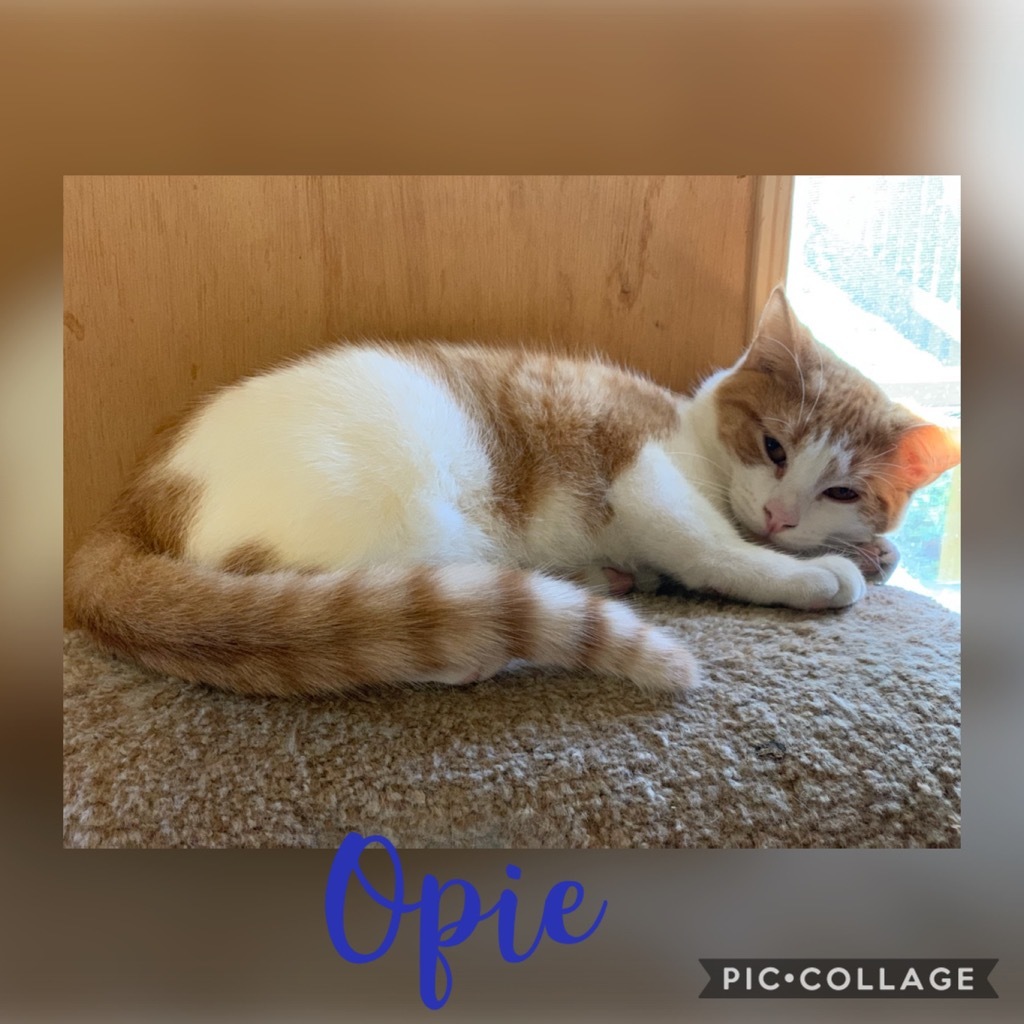 Opie Taylor, an adoptable Domestic Short Hair in Fort Oglethorpe, GA, 30742 | Photo Image 1