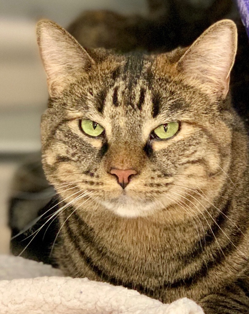 Fanni, an adoptable Domestic Short Hair in Ballwin, MO, 63011 | Photo Image 2