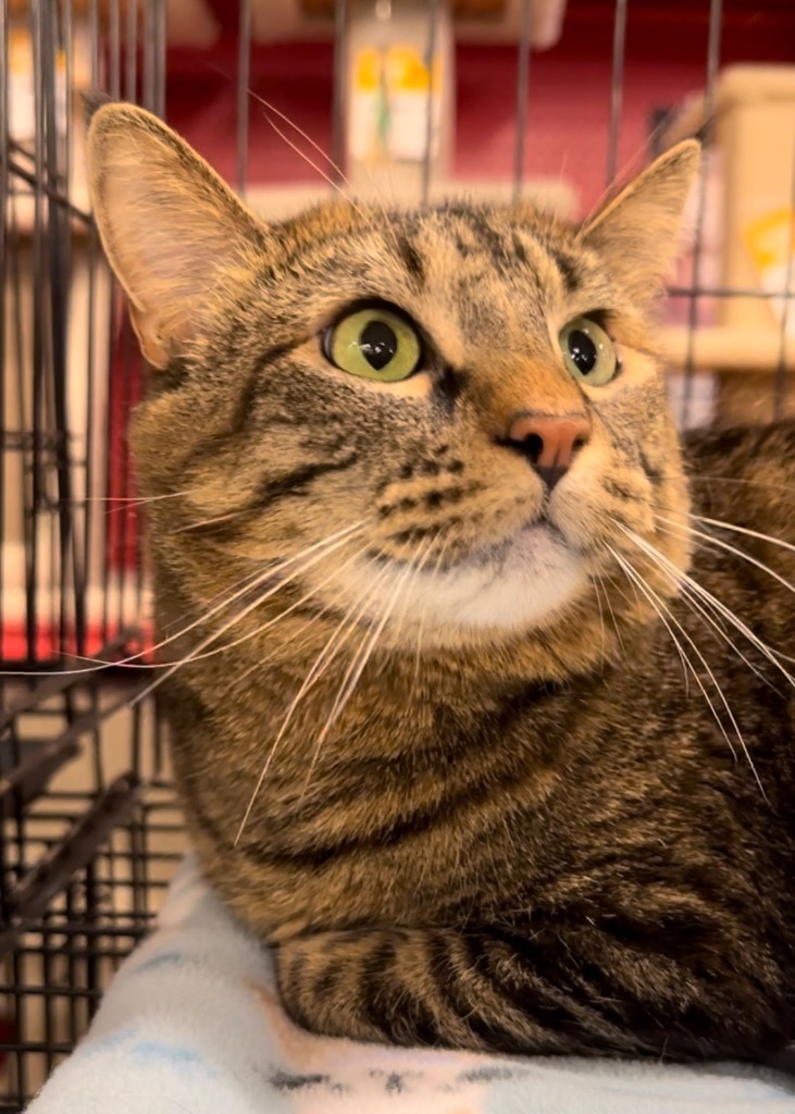 Fanni, an adoptable Domestic Short Hair in Ballwin, MO, 63011 | Photo Image 3