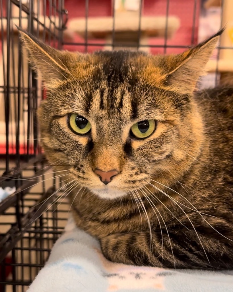 Fanni, an adoptable Domestic Short Hair in Ballwin, MO, 63011 | Photo Image 4