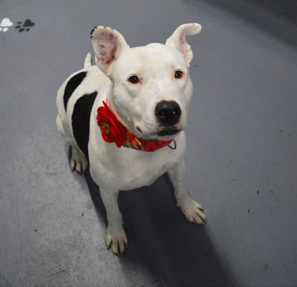 Echo, an adoptable Pit Bull Terrier in Kansas City, MO, 64141 | Photo Image 2