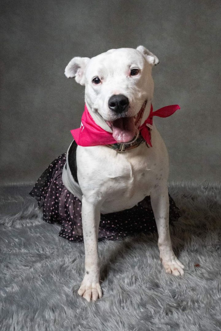 Echo, an adoptable Pit Bull Terrier in Kansas City, MO, 64141 | Photo Image 4