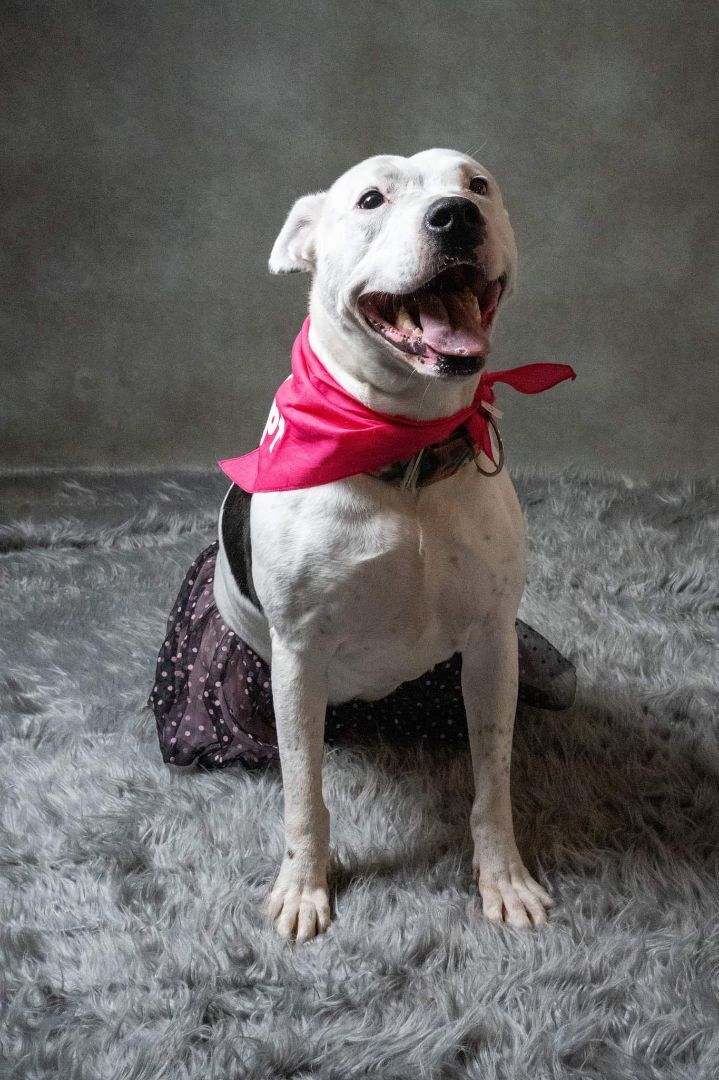 Echo, an adoptable Pit Bull Terrier in Kansas City, MO, 64141 | Photo Image 6