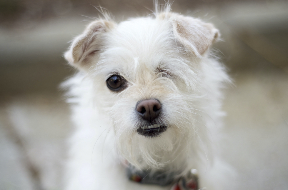 Marilyn Monroe, an adoptable Terrier, Lhasa Apso in Van Nuys, CA, 91409 | Photo Image 2