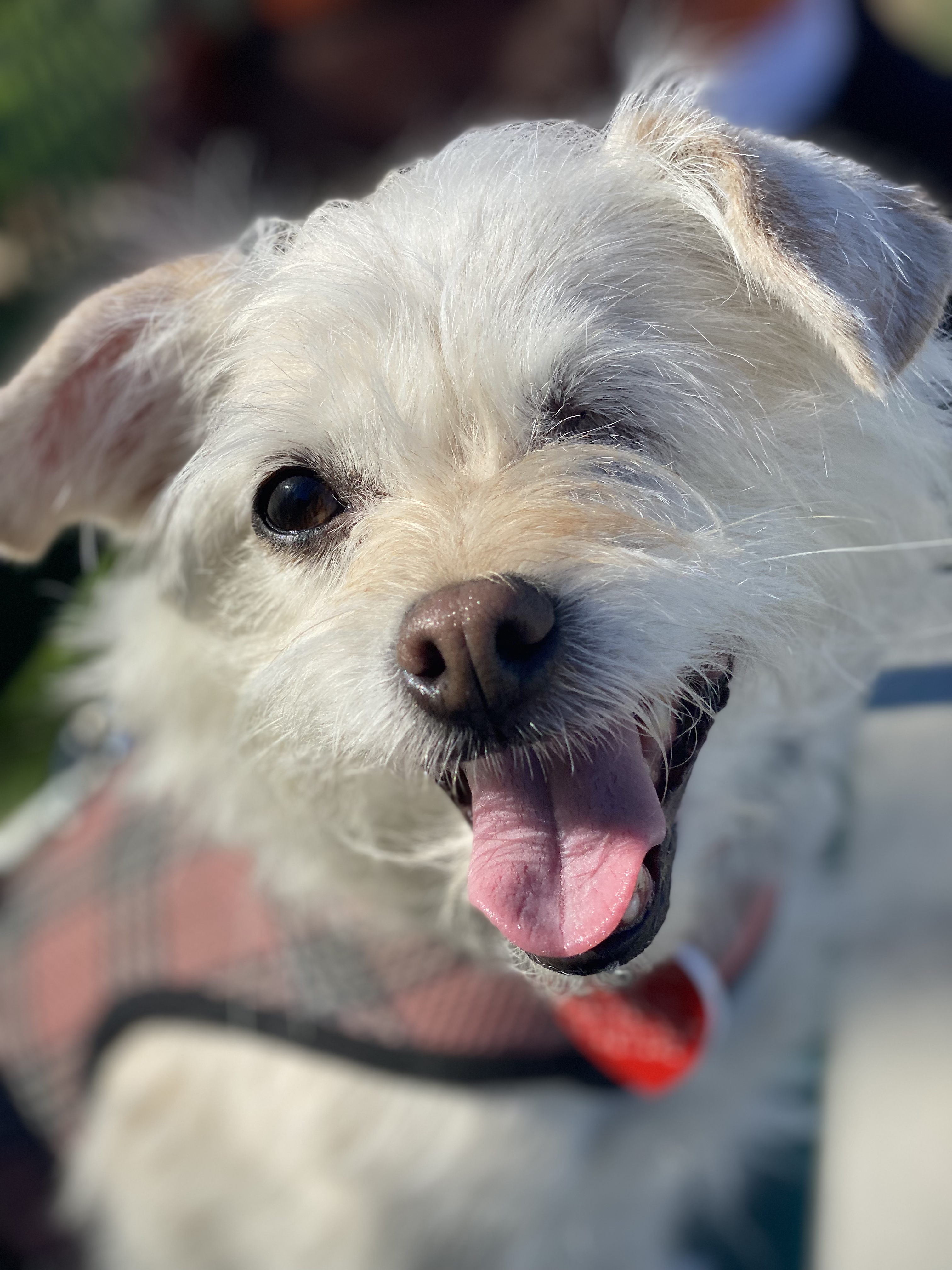 Marilyn Monroe, an adoptable Terrier, Lhasa Apso in Van Nuys, CA, 91409 | Photo Image 1