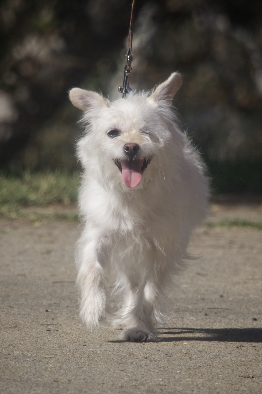 Marilyn Monroe, an adoptable Terrier, Lhasa Apso in Van Nuys, CA, 91409 | Photo Image 3